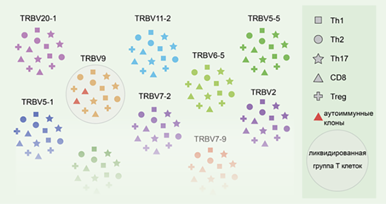 Разнообразие Т-клеток
