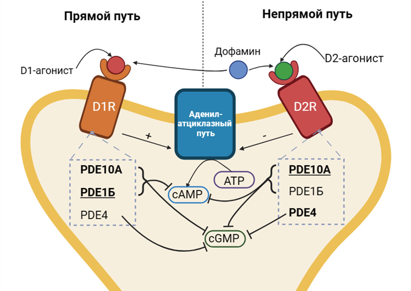 Схема аденилатциклазного пути в нейронах стриатума при участии D1R и D2R