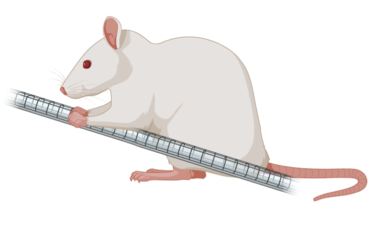 Тест «поддержание вынужденной позы»: крыса в «позе лектора»