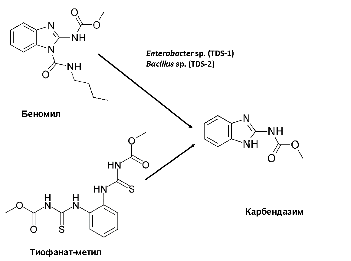 Синтетический фунгицид карбендазим образуется в качестве метаболита других ароматических фунгицидов