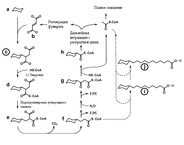Анаэробный метаболизм циклогексана