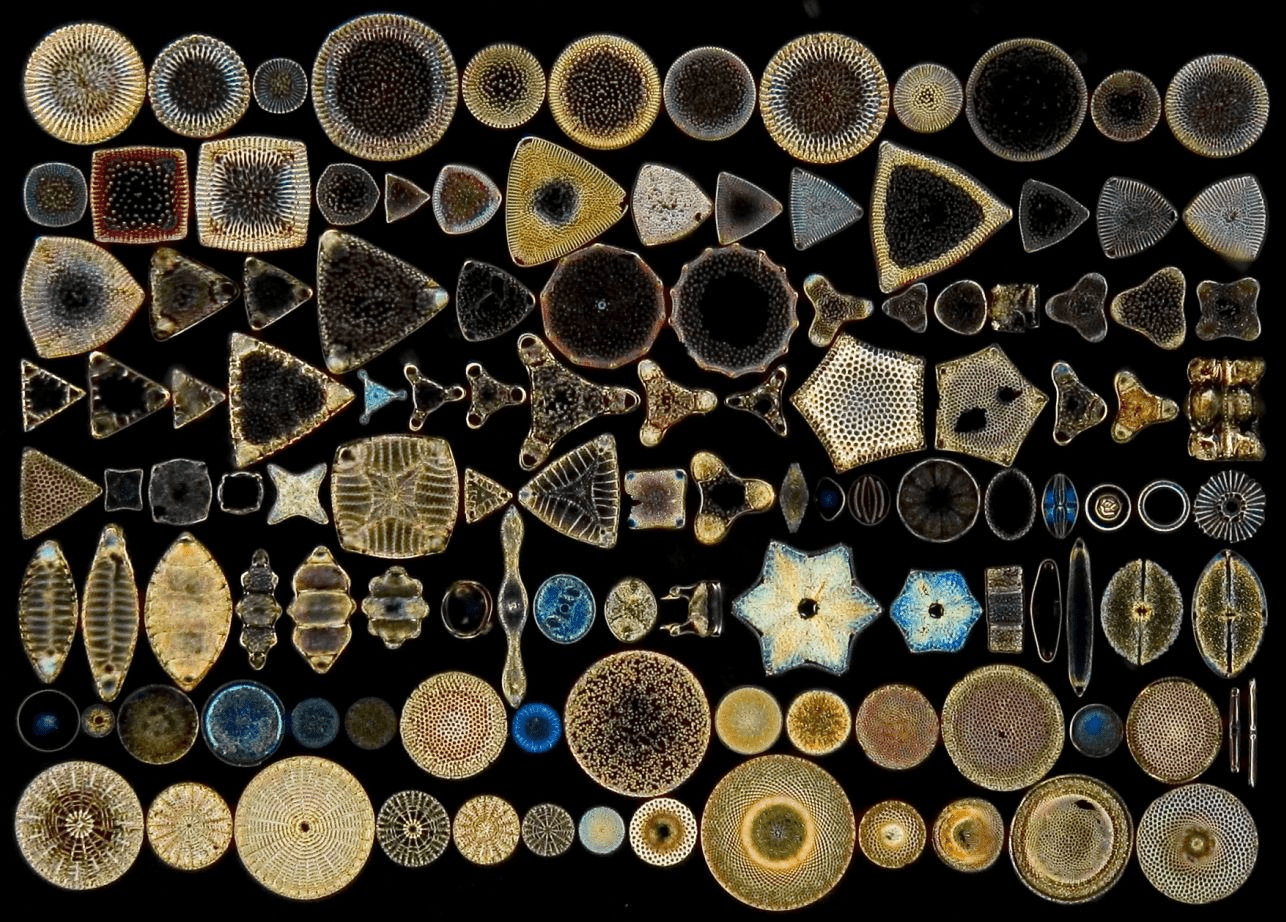 Восхитительное разнообразие форм панцирей диатомовых водорослей