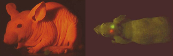 Флуоресцентные белки в визуализации заболеваний