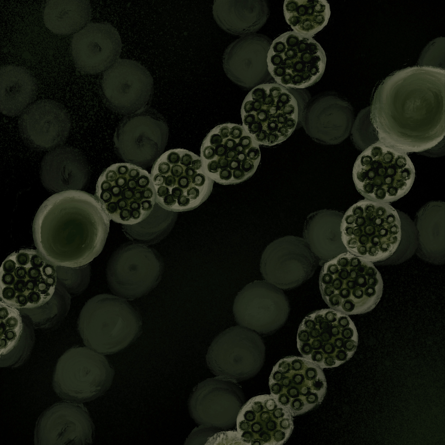 Nostoc punctiforme — цианобактерия