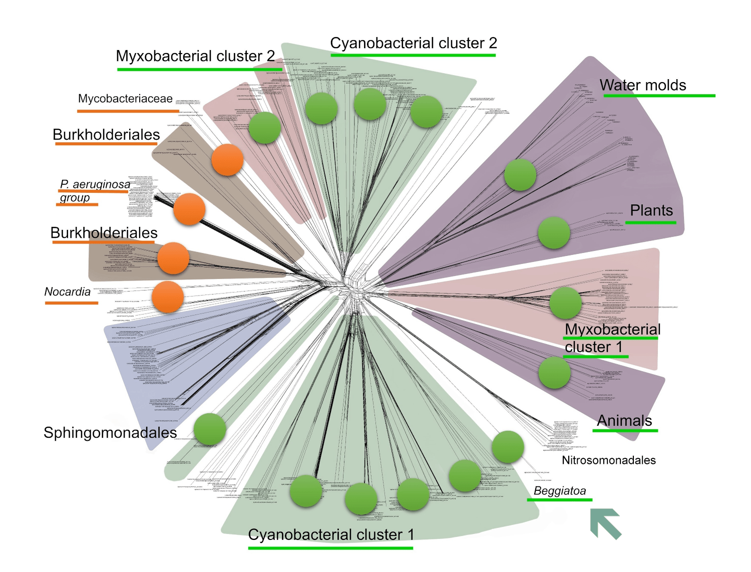 Филогенетическая сеть из нашего предыдущего исследования
