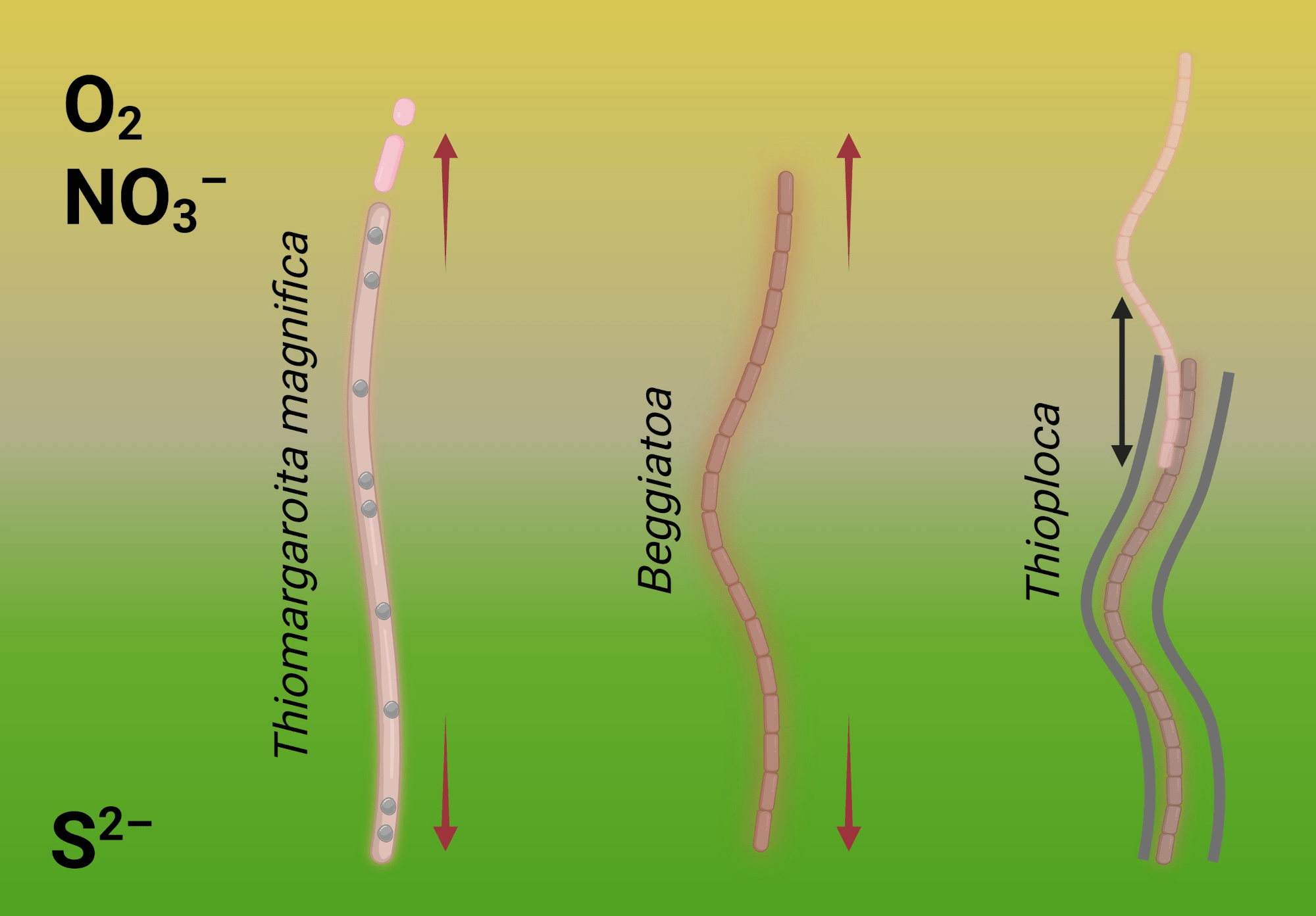 Thiomargarita magnifica, Thioploca и Beggiatoa используют разные стратегии