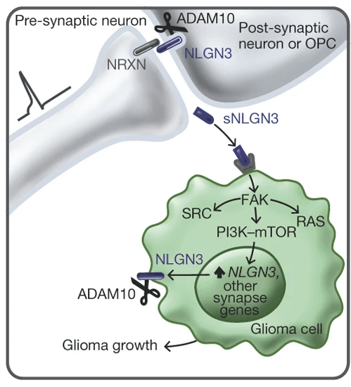 Нейролигин-3 заставляет клетки глиобластомы делиться активнее