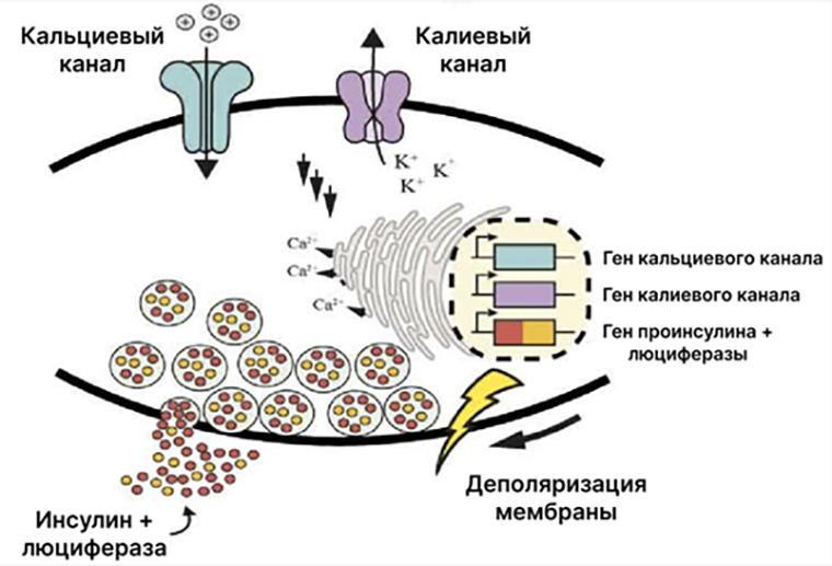 Схема секреции гранул с инсулином и люциферазой электро-β-клетками в ответ на стимуляцию током
