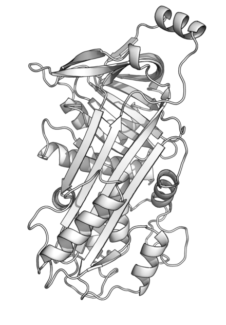 Структура овальбумина