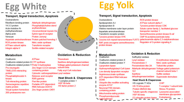 Обзор белков, присутствующих в яичном белке и желтке