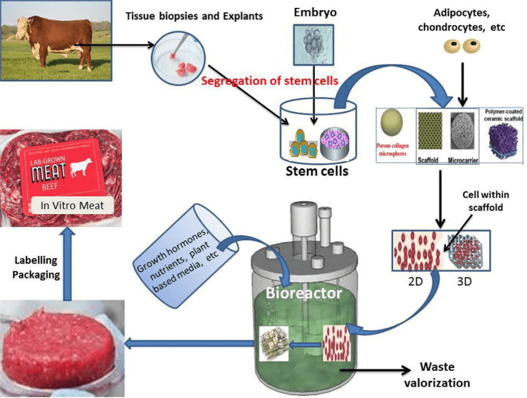 Производство мяса in vitro
