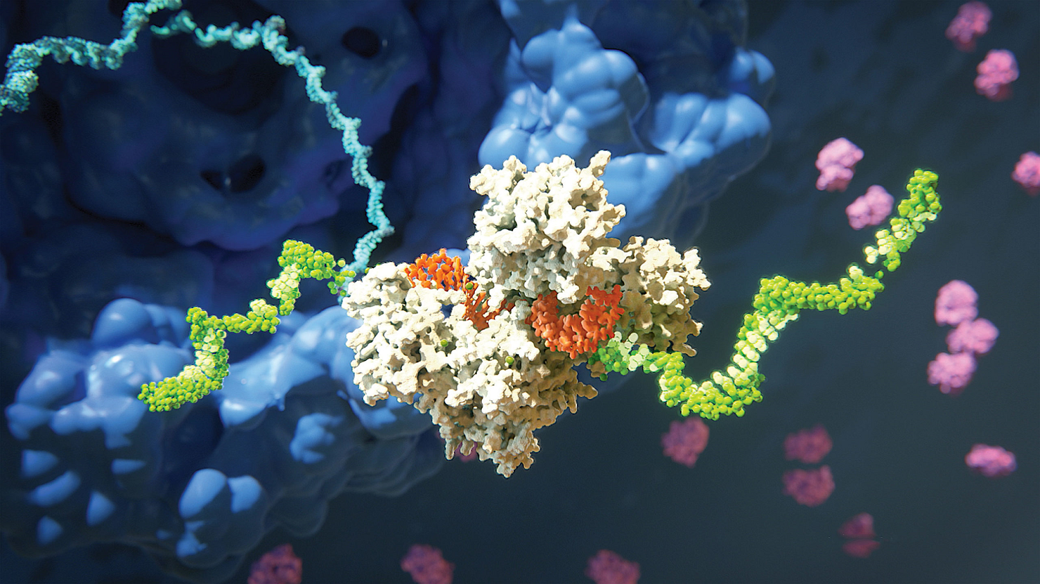 РНК-индуцированный комплекс (RISC), расщепляющий мРНК-мишень