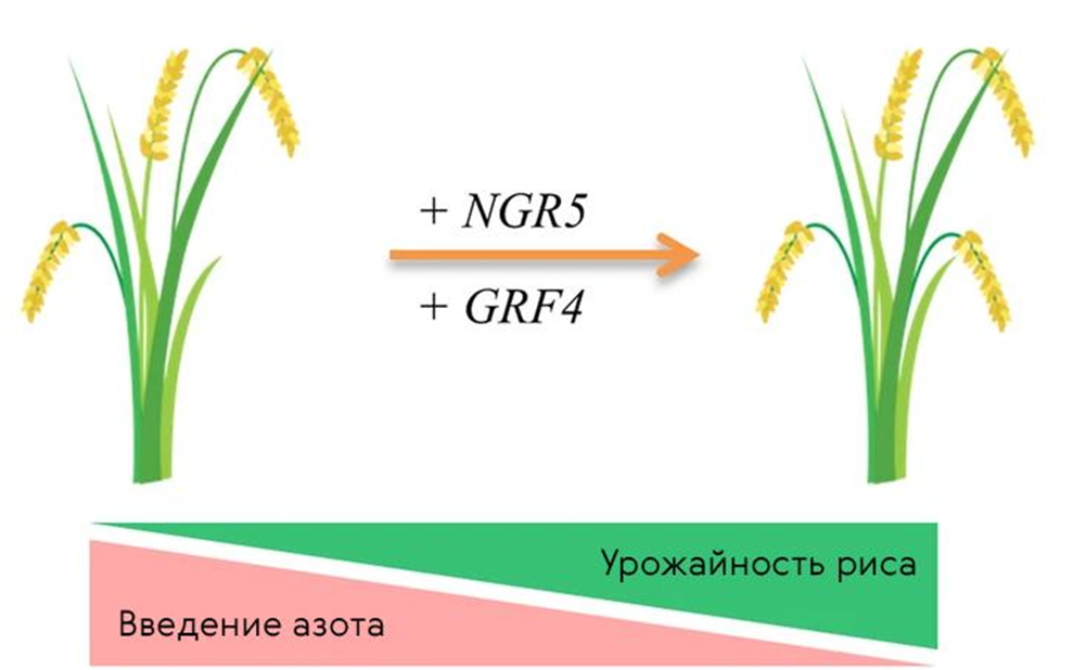 Внесение и увеличение экспрессии двух функциональных генов в карликовые сорта риса поможет снизить объемы используемых в отрасли азотных удобрений