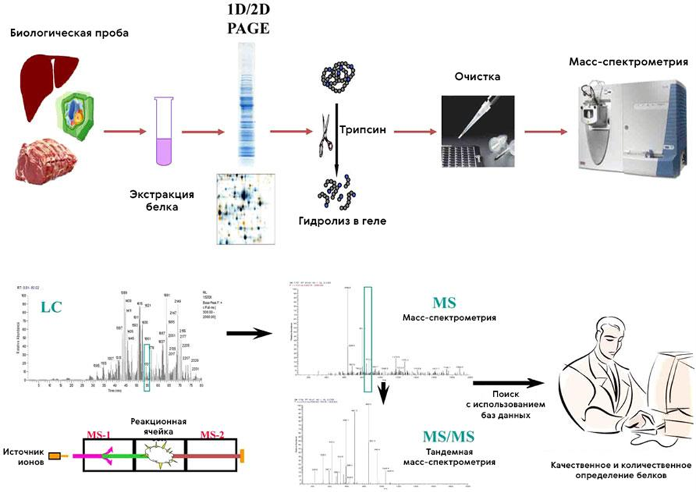Основные стадии процесса секвенирования и количественного определения протеома с помощью масс-спектрометрии