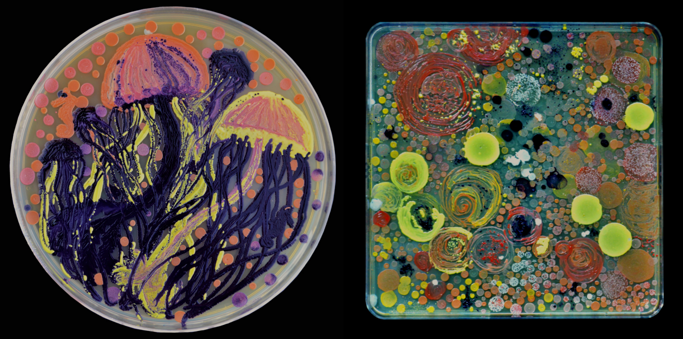 Работы испанской художницы Maria Peñil Cobo, выполненные на чашках Петри с помощью бактерий