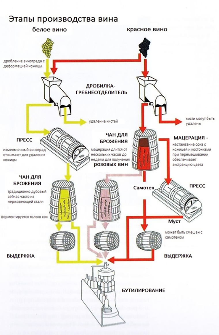 Различия в технологии производства красных и белых вин