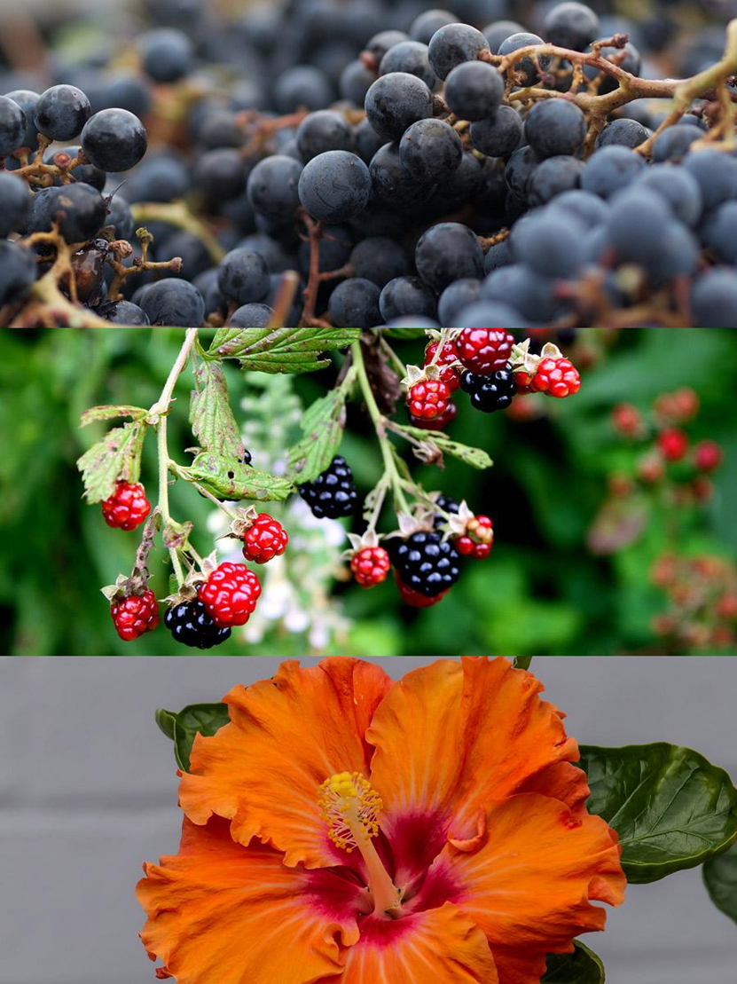 Различные проявления окраски антоцианами в винограде сорта Cabernet Franc, ежевике и цветах гибискуса