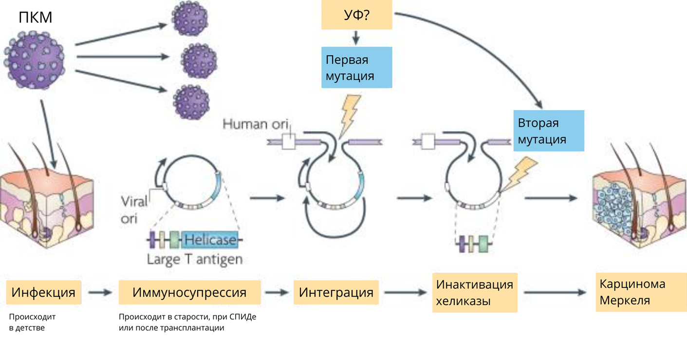 Молекулярная эволюция полиомавируса клеток Меркеля