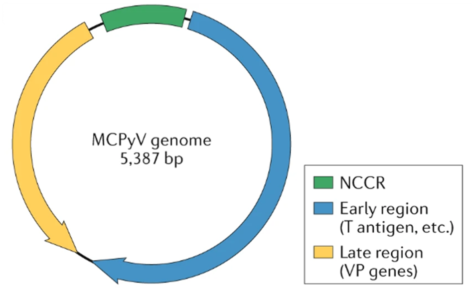 Структура генома полиомавируса карциномы Меркеля (ПКМ)