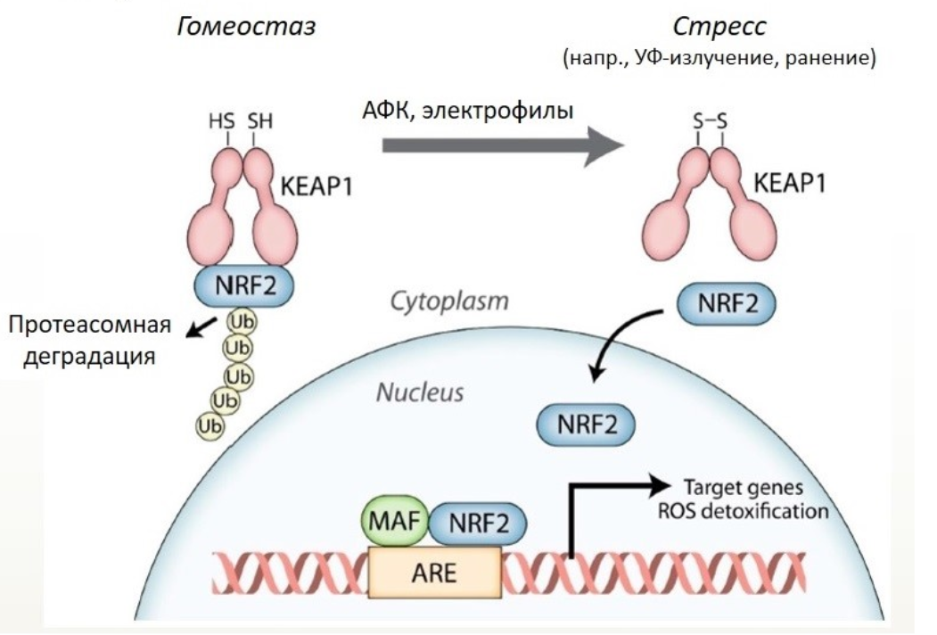 Транскрипционный фактор Nrf2 в защите от окислительного стресса и канцерогенов