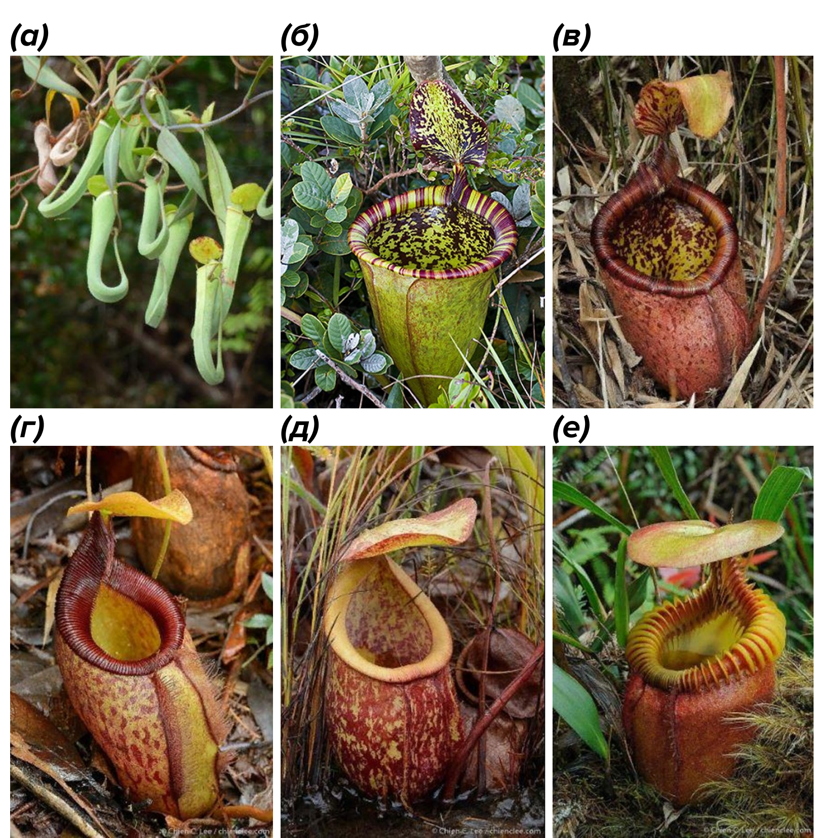 Все растения рода непентес Nepenthes отличаются широким межвидовым разнообразием