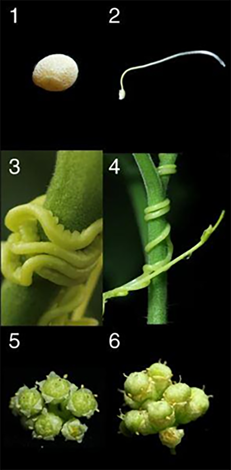 Ближайший родственник паразита C. pentagona — растение C. australis