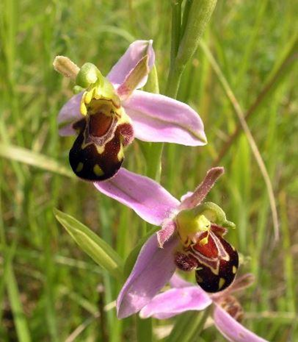 Разные виды орхидей-офрисов, которые внешне имитируют самку пчел