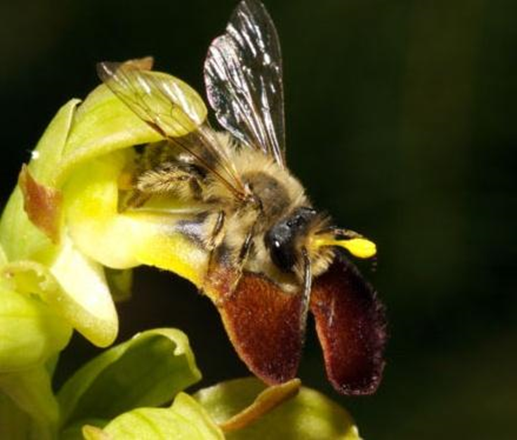 Самец пчелы Andrena nigroaenea с желтым орхидным поллинарием на голове, который пытался совокупиться с орхидеей Ophrys lupercalis