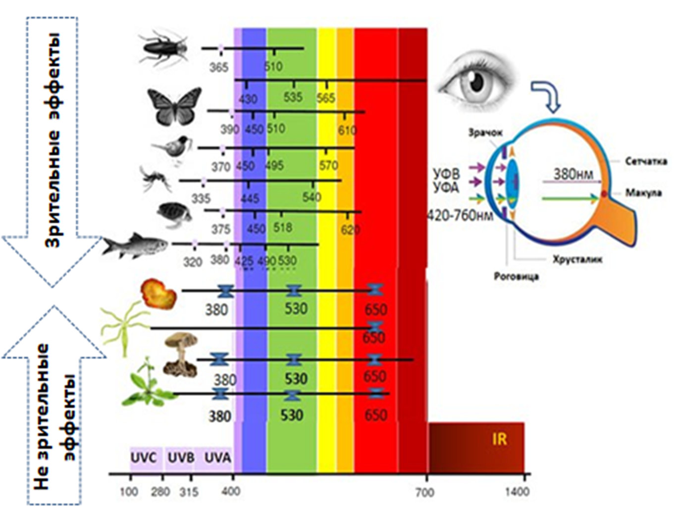 Светочувствительность различных организмов и схема глаза человека