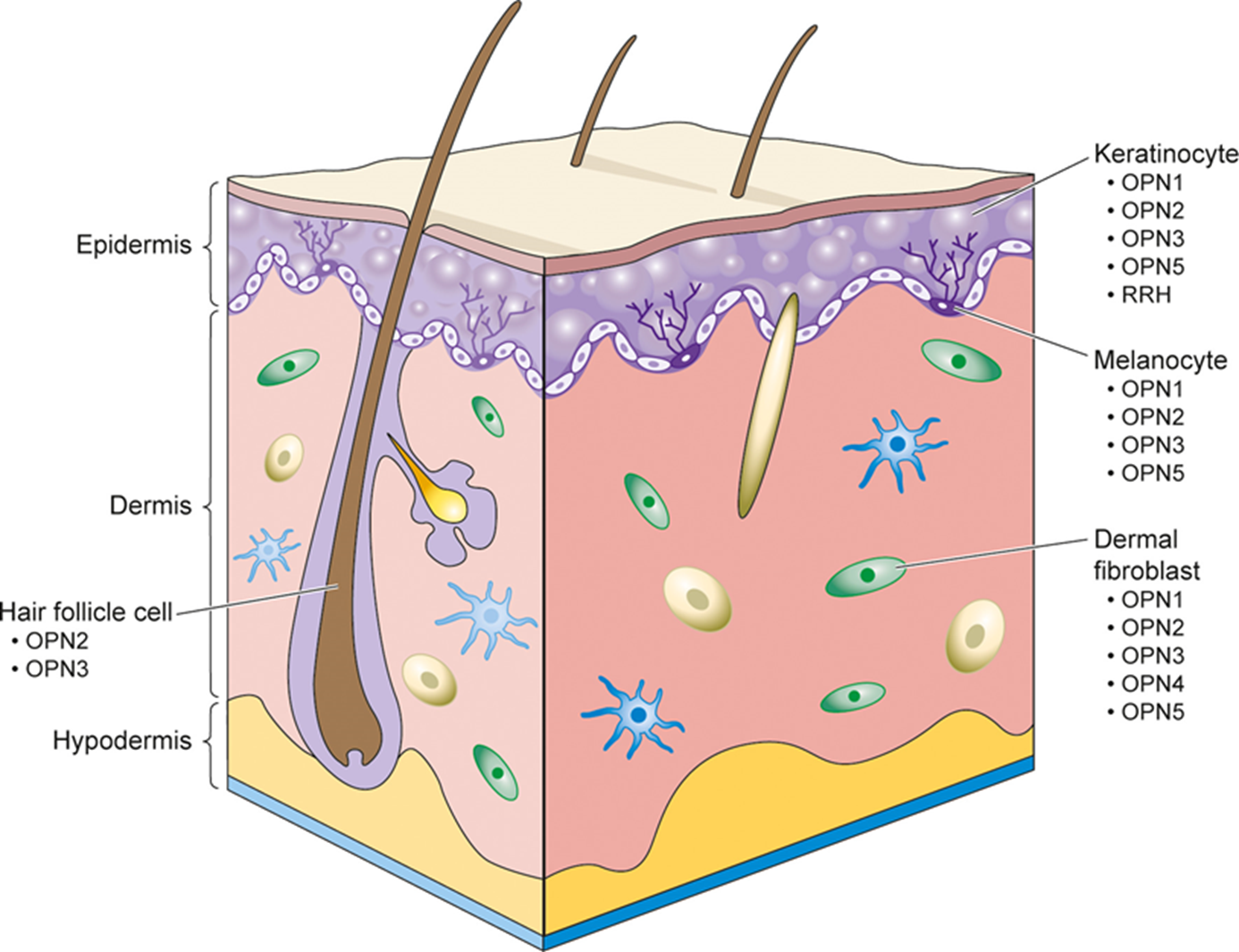 Экспрессия опсинов в типах клеток кожи человека