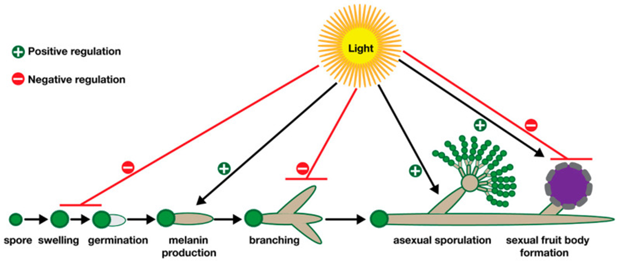 Влияние освещенности на разные стадии развития гриба