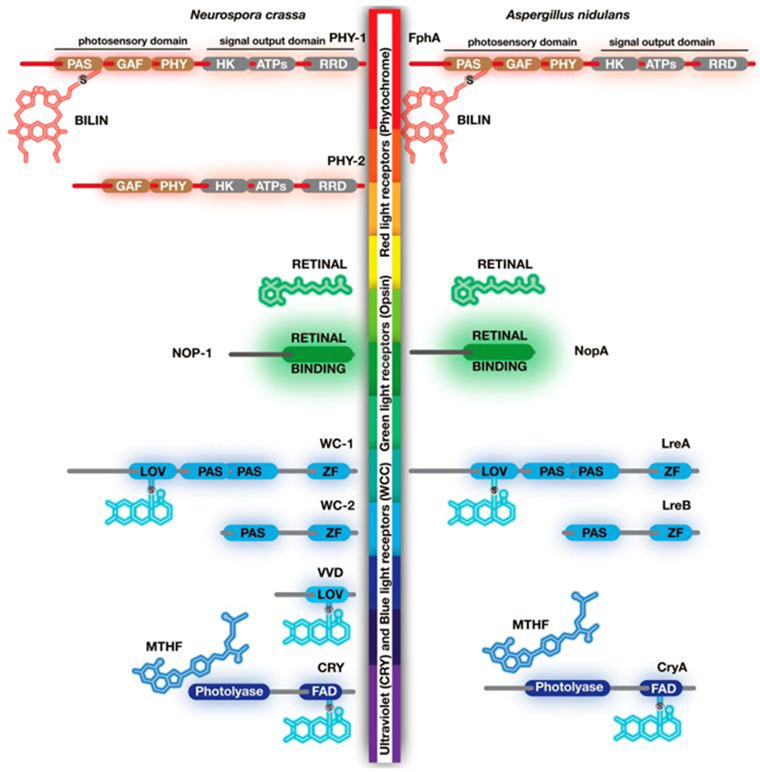 Общие фоторецепторные белки и хромофоры (светопоглощающие химические группы) у двух модельных нитчатых грибов N. crassa и A. nidulans