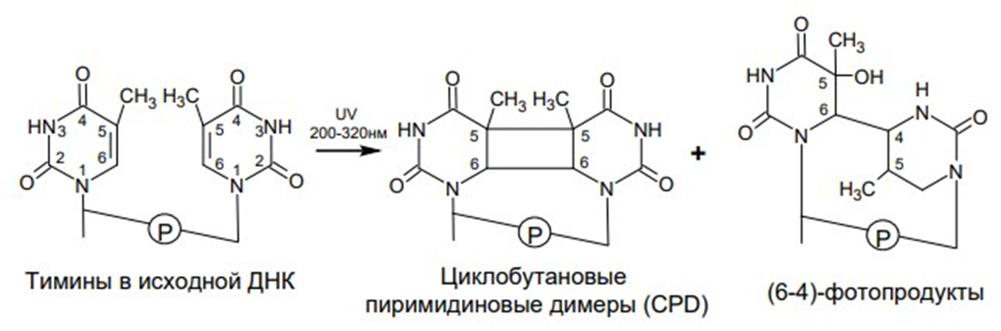 Образование в ДНК циклобутановых пиримидиновых димеров и (6–4) фотопродуктов под действием УФ-облучения (200–320 нм)