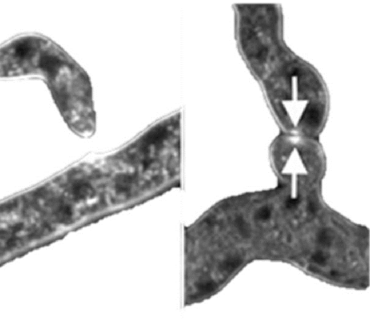 Конфокальные изображения хоуминга и слияния гиф у Neurospora crassa