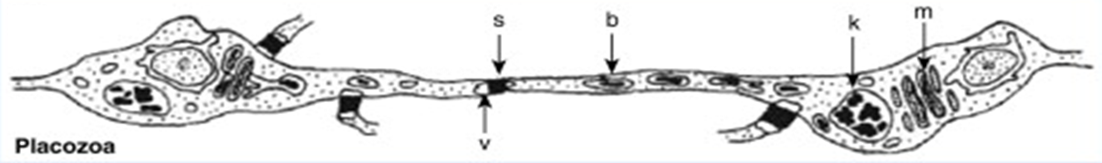 Соединение двух волокнистых клеток у Трихоплакса
