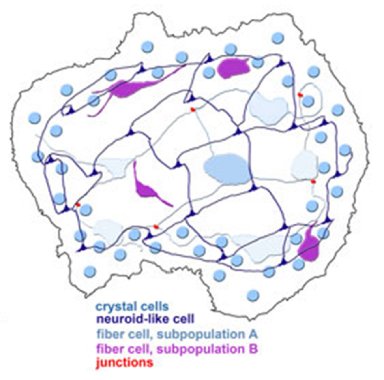 Модель клеточного строения Трихоплакса с учетом плакозоанских нейроидных клеток