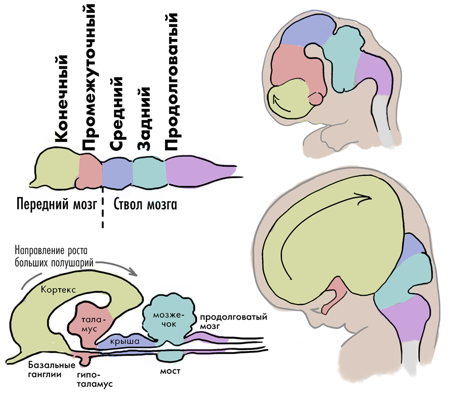Развитие пяти отделов головного мозга в эмбриогенезе