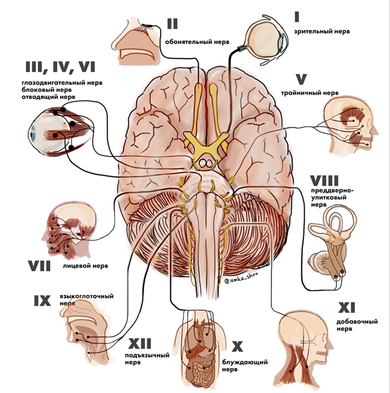 Мозг и двенадцать пар черепных нервов