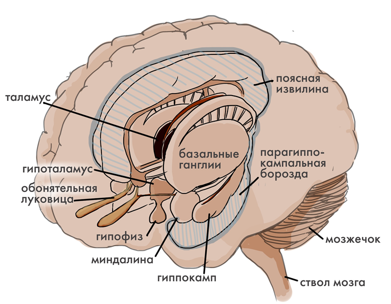 Подкорковые структуры промежуточного и конечного мозга, а также участки коры, которые иногда выделяют в лимбическую долю