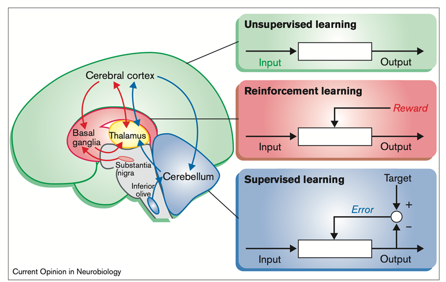 Различные алгоритмы обучения в неокортексе, мозжечке и базальных ганглиях