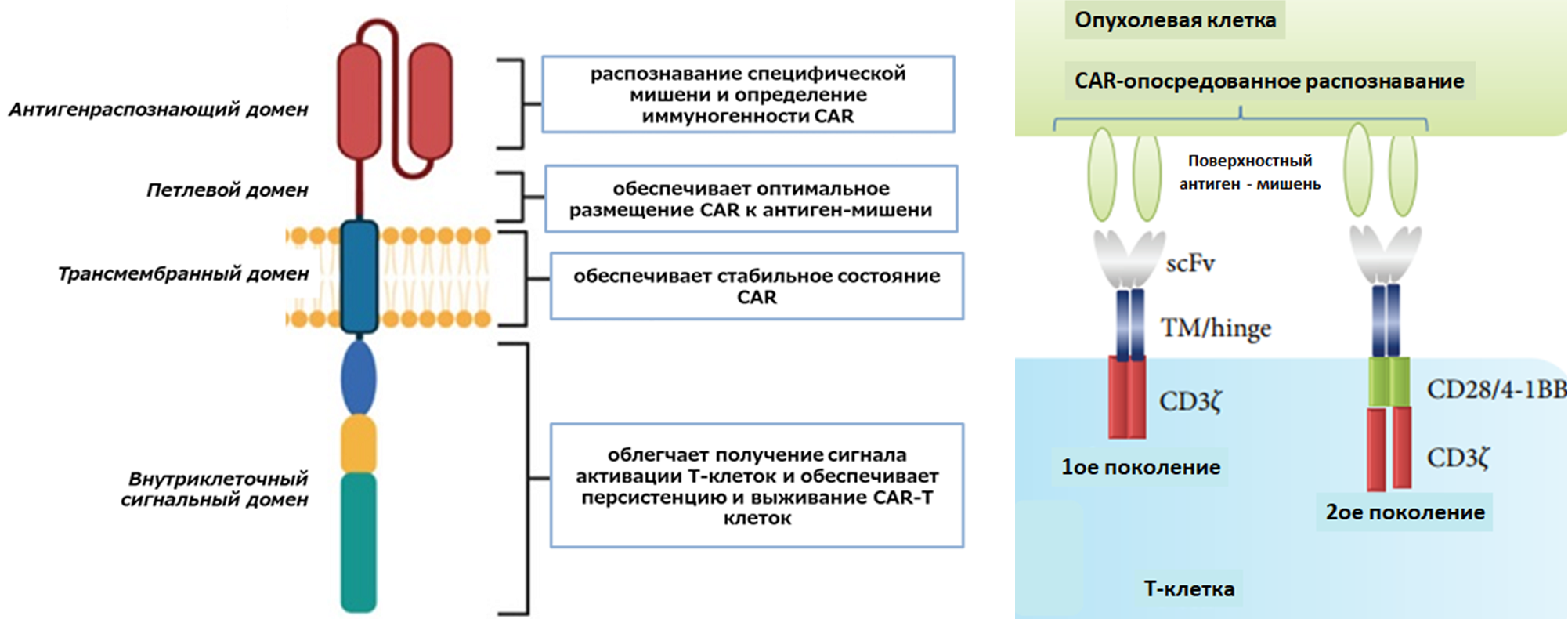  Схема строения химерного антигенраспознающего рецептора (CAR) и функции каждого домена