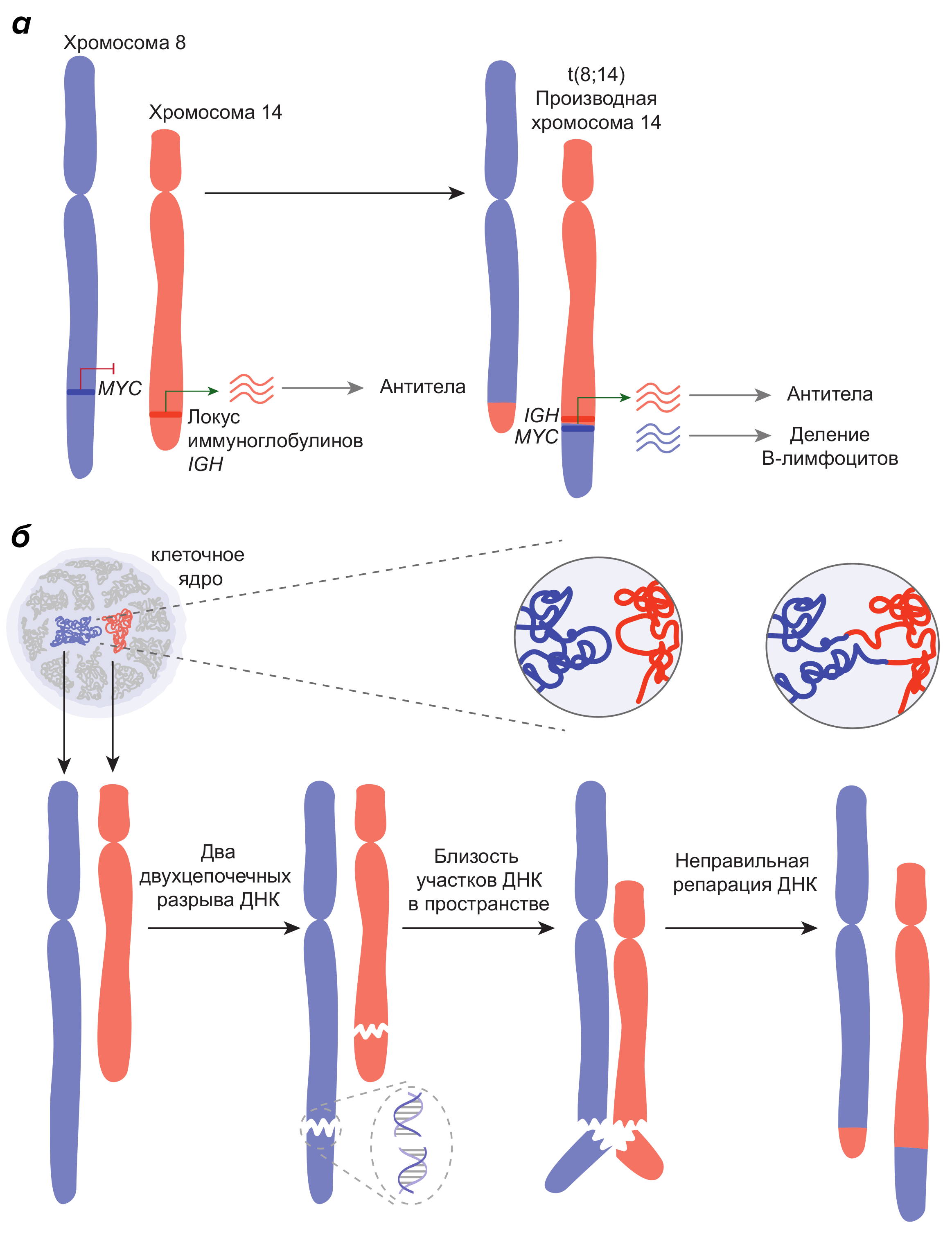 Хромосомные транслокации