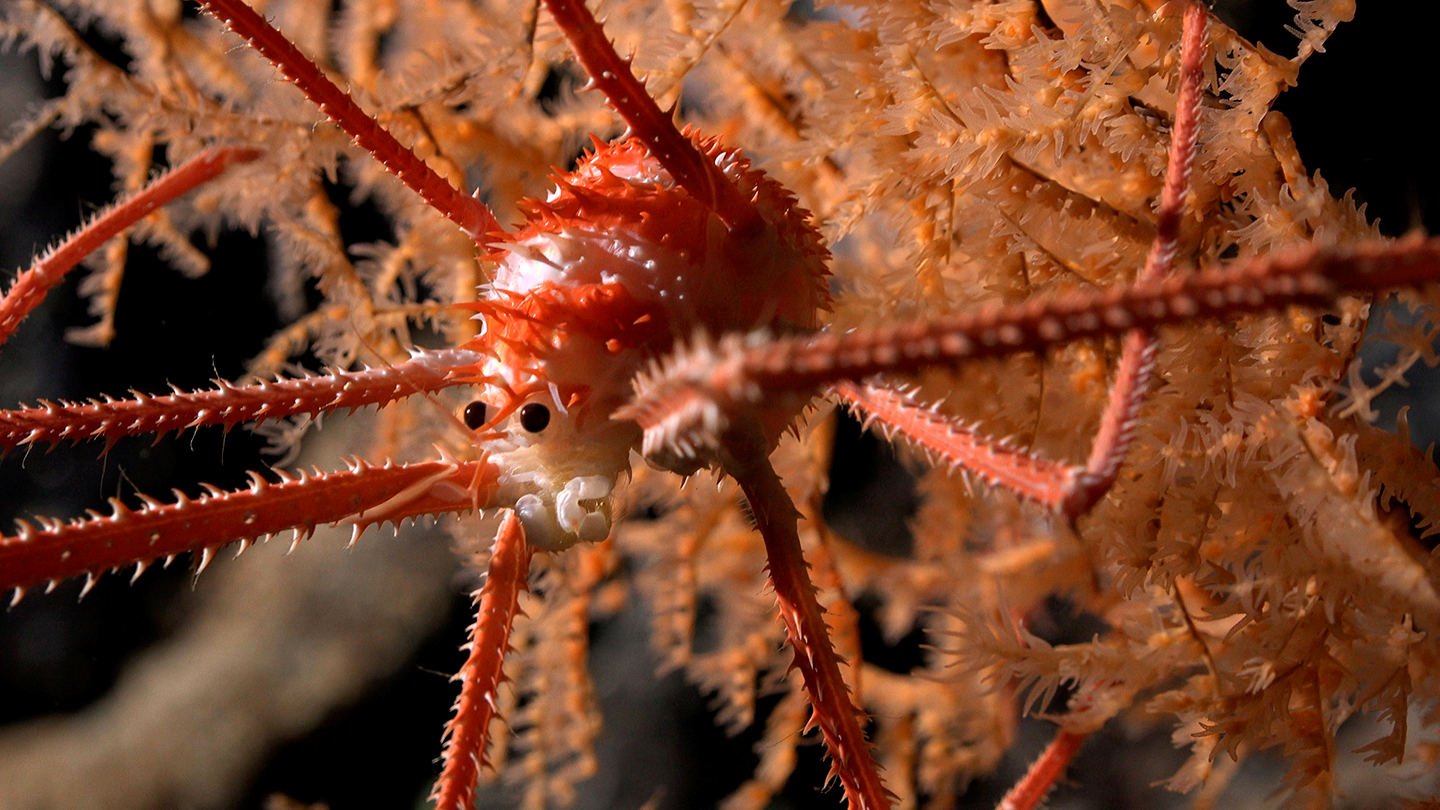 Омар, обнаруженный в кораллах на глубине 669 метров на подводной горе JF2