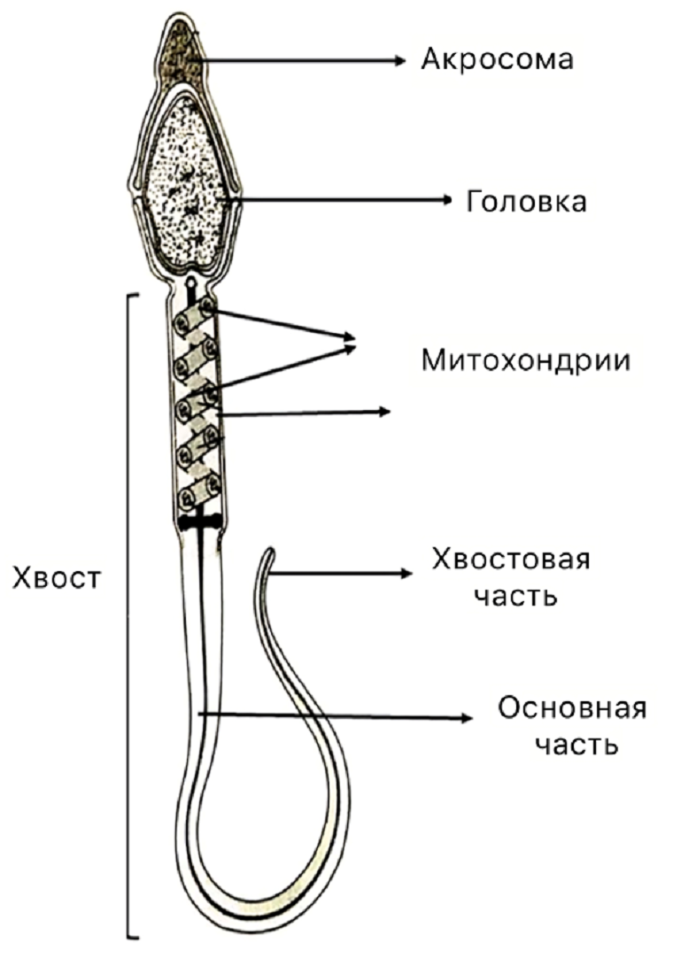Структура сперматозоида человека