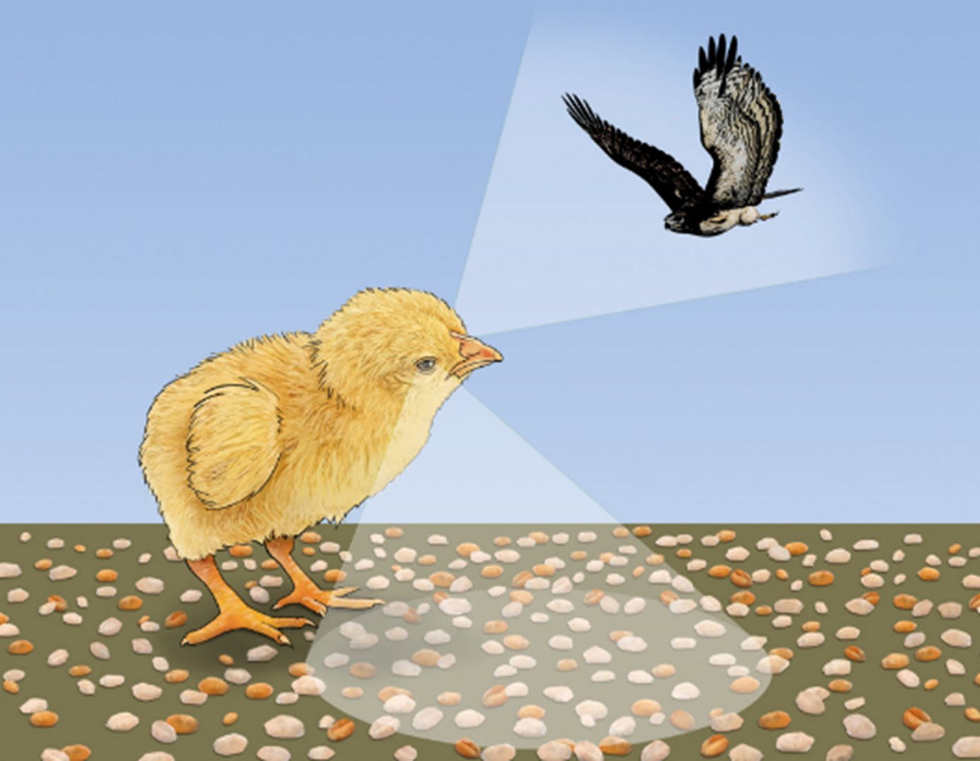 Благодаря зрительной латерализации цыплята могут параллельно выполнять две задачи: находить зернышки среди камней и одновременно следить за хищными птицами, пролетающими над цыпленком