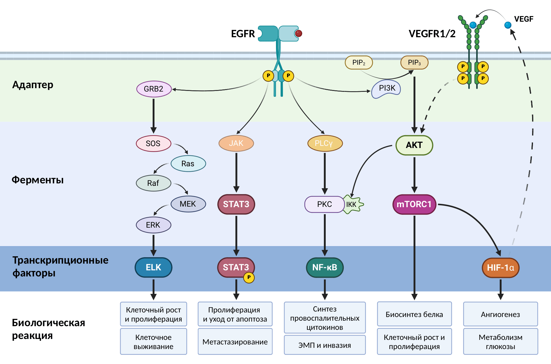 Активация рецептора EGFR запускает внутриклеточную передачу сигнала по путям Ras/Raf/MEK/ERK, JAK/STAT3, PI3K/AKT/mTOR, NF-κB и многим другим