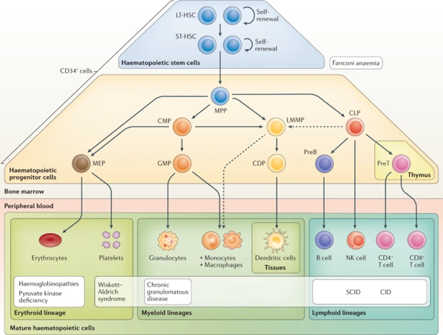 Схема гемопоэза — процесса созревания и дифференцировки клеток крови из ГСК