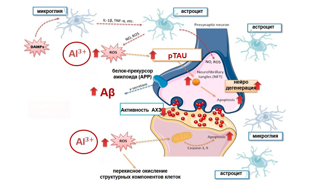 Биологическое действие ионов алюминия и активных форм кислорода (АФК, ROS) на нейроны и микроглию