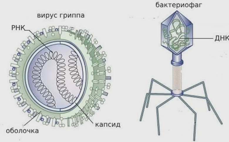 Схематичное изображение вируса гриппа и вируса бактерий — бактериофага
