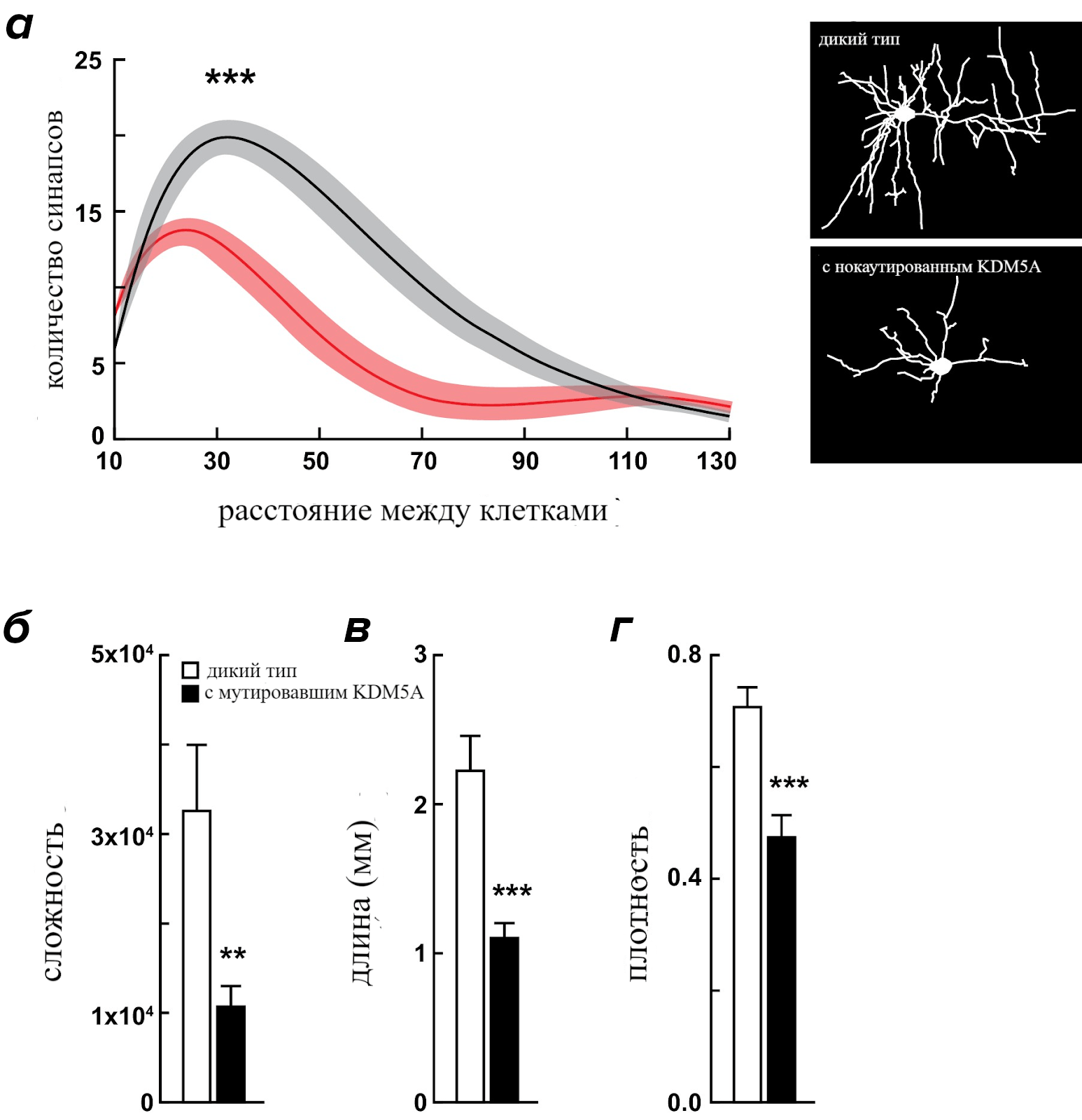 Анализ нейронов, выявил снижение дендритной сложности корковых нейронов мышей с мутированным KDM5A (красный) по сравнению с однопометными животными дикого типа (черный)